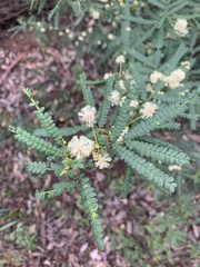 Acacia pentadenia