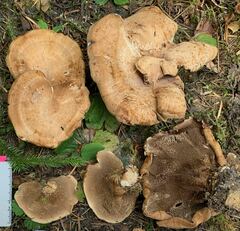 Sarcodon stereosarcinon