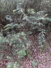 Acacia pentadenia