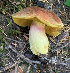 Boletus smithii