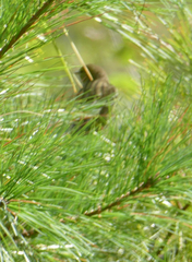Setophaga pinus