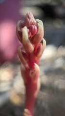 Bletia nitida