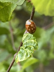 Harmonia quadripunctata