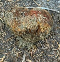 Gastroboletus