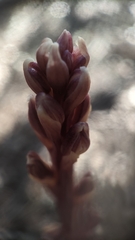 Bletia nitida