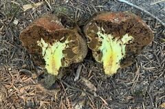 Gastroboletus