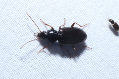 Agonum punctiforme