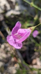 Agalinis edwardsiana