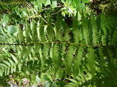 Amauropelta noveboracensis