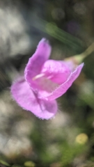 Agalinis edwardsiana