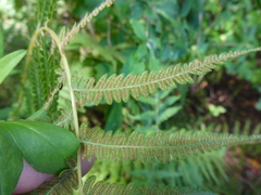 Amauropelta noveboracensis
