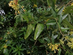 Cestrum