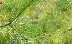 Setophaga pinus