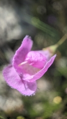 Agalinis edwardsiana