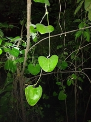 Aristolochia