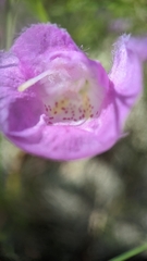 Agalinis edwardsiana