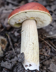 Boletus chippewaensis