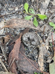 Eucalyptus megacarpa