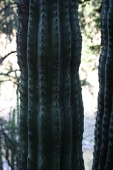 Stenocereus thurberi