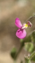 Rhinotropis lindheimeri