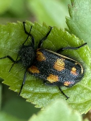 Astylus trifasciatus