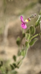Rhinotropis lindheimeri
