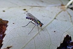 Plagioneurus univittatus