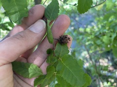 Nothofagus obliqua