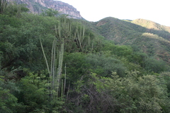 Stenocereus thurberi