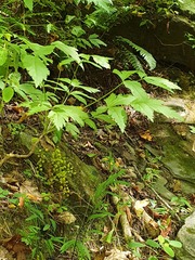 Xanthorhiza simplicissima