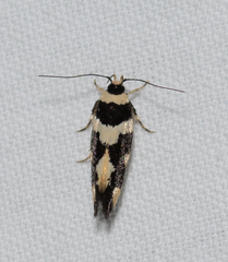 Macrobathra trithyra