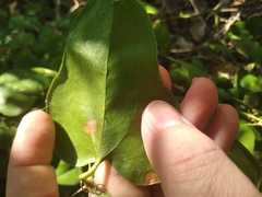 Smilax bona-nox