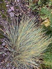 Elymus smithii