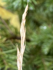 Elymus smithii