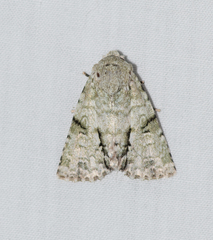 Acronicta psorallina