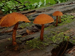 Pholiota granulosa