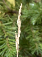 Elymus smithii