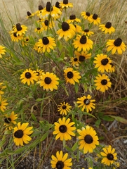 Rudbeckia missouriensis