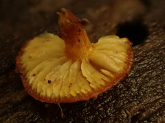 Pholiota granulosa