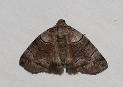 Dysbatus singularis