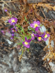 Plantaginaceae