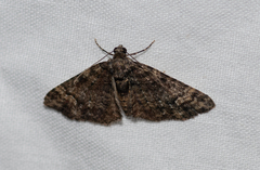 Eucymatoge peplodes
