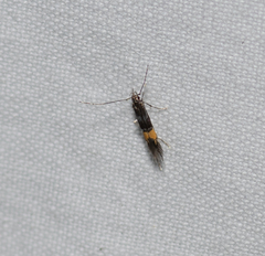 Cosmopterix macrula