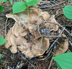 Sarcodon stereosarcinon