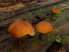 Pholiota granulosa