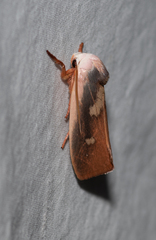 Cryptophasa rubescens