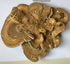 Sarcodon stereosarcinon