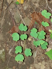 Thalictrum clavatum