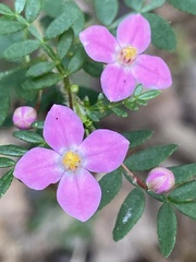 Boronia