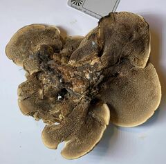 Sarcodon stereosarcinon